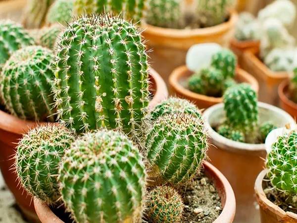 Thấy cây xương rồng dễ xuất hiện con số gì dễ trúng