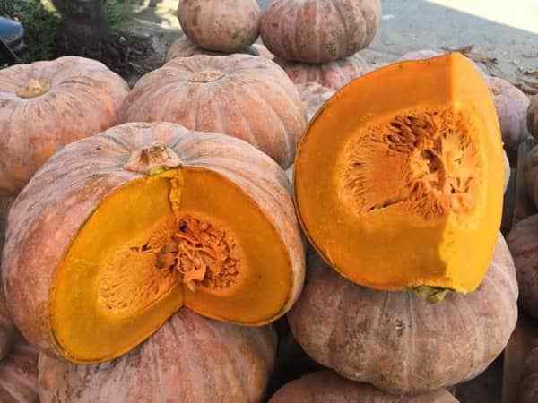 Chiêm bao thấy quả bí đỏ chín to, tươi ngon
