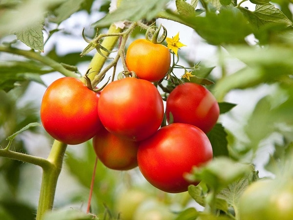 Mơ thấy nhiều quả cà chua