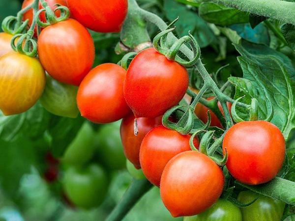 Chiêm bao mơ thấy quả cà chua báo điềm lành hay dữ?