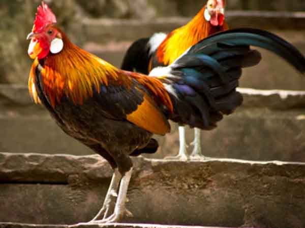 Ngủ mơ thấy gà trống màu trắng