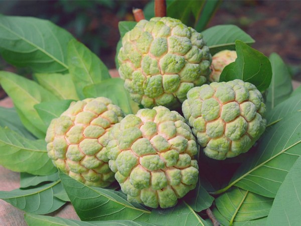 Chiêm bao thấy trồng cây na mới