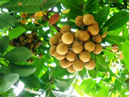 Nằm mơ thấy cây nhãn: Ý nghĩa và cặp số tài lộc
