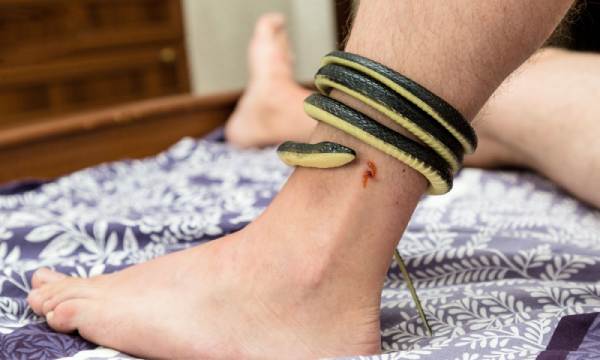 Ngủ mơ thấy rắn quấn chân có phải vận xui kéo đến?