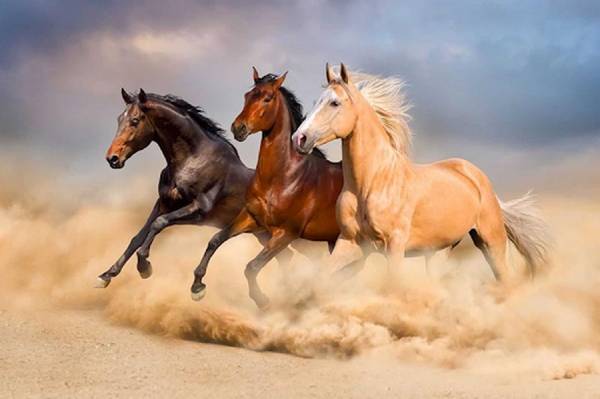 Số may mắn tuổi Ngọ 17/8/2025 mở lối phát tài ra sao?