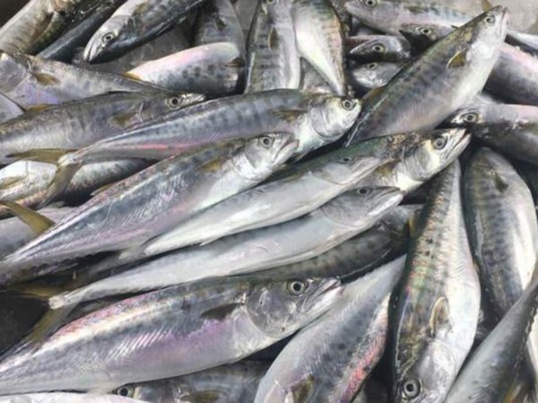 Nằm mơ thấy cá thu có điềm gì, dữ hay lành?