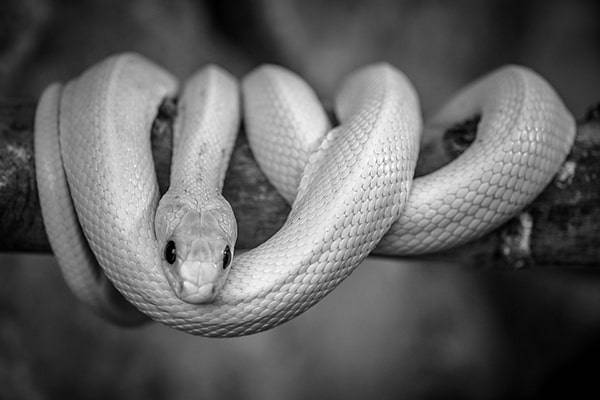 Mơ thấy rắn trắng: Liệu đó là dấu hiệu tốt hay xấu?