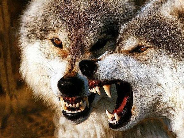 Nằm mơ thấy chó sói nhắc nhở trước điềm gì?