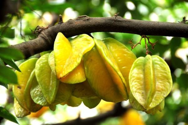 Mơ thấy ăn quả khế