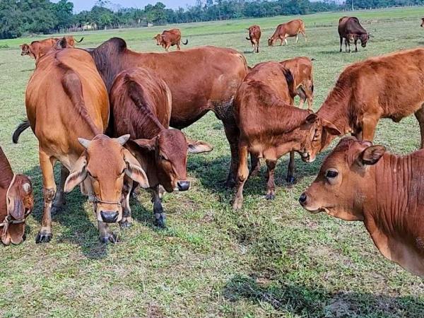 Giải mã giấc mơ thấy đàn bò theo góc nhìn phong thủy