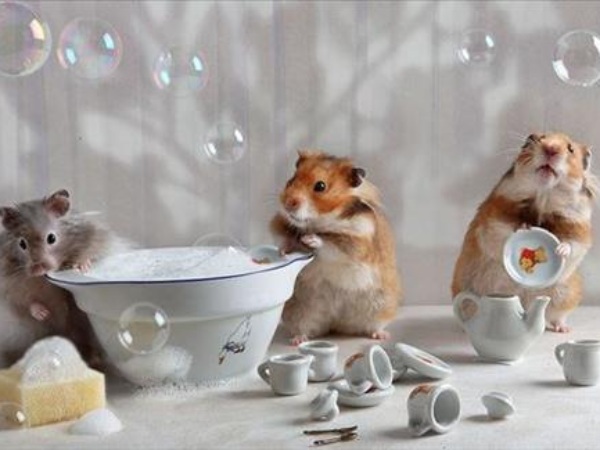 Giải mã giấc mơ thấy đàn chuột theo góc nhìn phong thủy