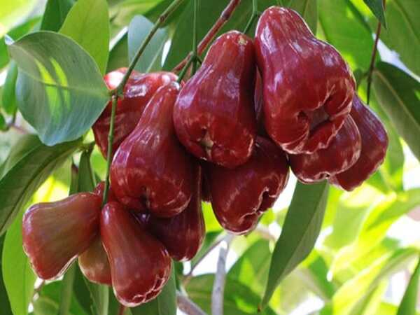 Nằm mơ thấy trái cây chín đỏ mang ý nghĩa gì cho tương lai?