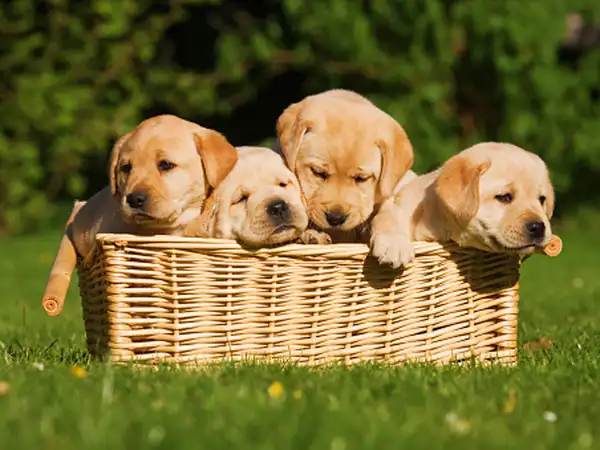 Mơ thấy đàn chó con là điềm gì, có con số nào may mắn?
