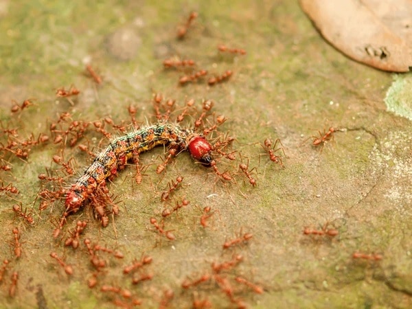 Giải mã nằm mơ thấy đàn kiến vàng đánh con gì may mắn?