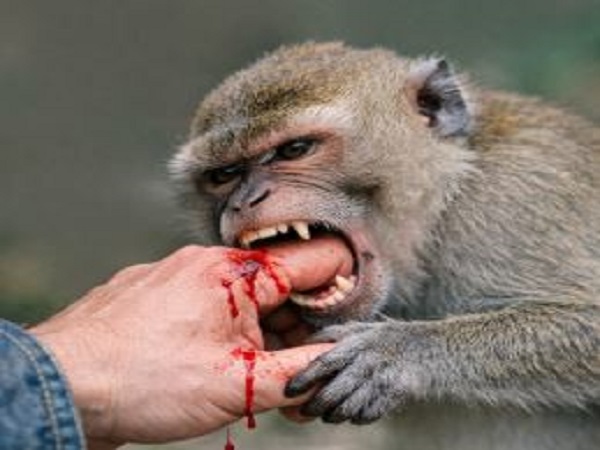 Nằm mơ thấy khỉ cắn là tốt hay xấu, con số mấy phát tài